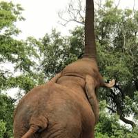 elephant in the wild, reaching trunk into air
